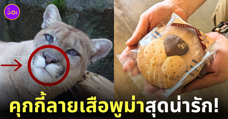 คุกกี้ลายเสือพูม่า zoomo
