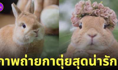 ภาพถ่ายกระต่าย กาตุ่ย น่ารัก usausausa1201