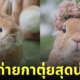 ภาพถ่ายกระต่าย กาตุ่ย น่ารัก usausausa1201