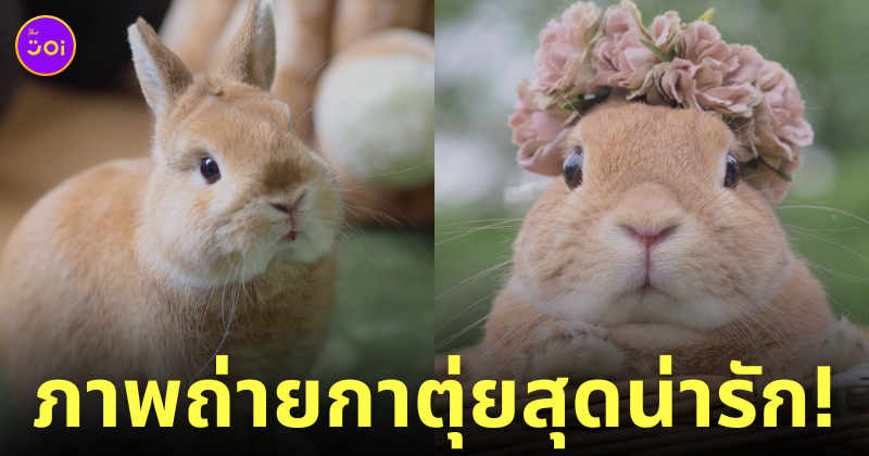 ภาพถ่ายกระต่าย กาตุ่ย น่ารัก usausausa1201