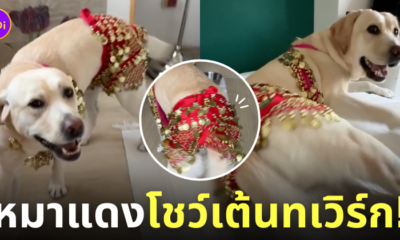 คลิปหมาลาบราดอร์สะบัดบั้นท้าย ระบำหมาแดง