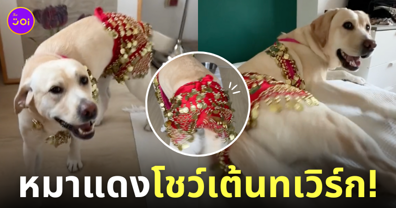 คลิปหมาลาบราดอร์สะบัดบั้นท้าย ระบำหมาแดง