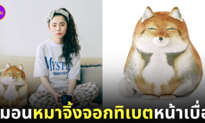 หมอนหมาจิ้งจอกทิเบต Felissimo