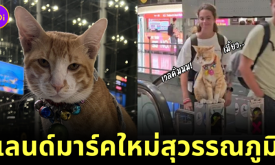 รู้จัก "หนูหรั่ง" แมวส้มชอบนั่งชิลล์อยู่บนบันไดเลื่อน ที่กลายเป็นแลนด์มาร์คแห่งใหม่ของสนามบินสุวรรณภูมิ