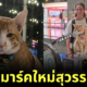 รู้จัก "หนูหรั่ง" แมวส้มชอบนั่งชิลล์อยู่บนบันไดเลื่อน ที่กลายเป็นแลนด์มาร์คแห่งใหม่ของสนามบินสุวรรณภูมิ