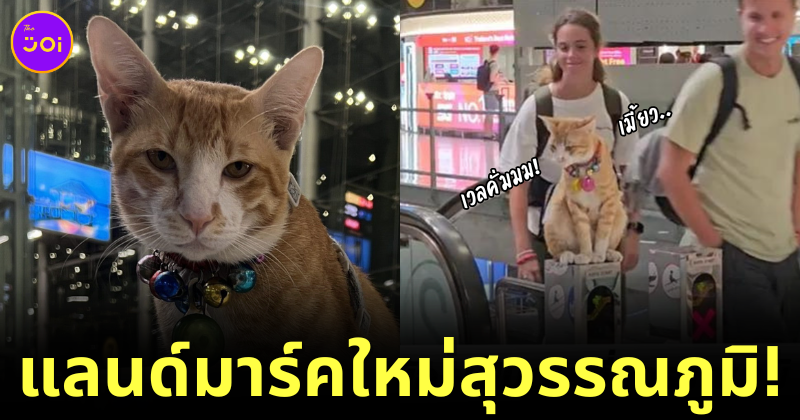 รู้จัก "หนูหรั่ง" แมวส้มชอบนั่งชิลล์อยู่บนบันไดเลื่อน ที่กลายเป็นแลนด์มาร์คแห่งใหม่ของสนามบินสุวรรณภูมิ
