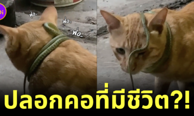 แมวส้มนั่งอวดปลอกคอแบบใหม่แบบสับที่คุณเจ้าของเห็นแล้วต้องร้องกรี๊ด! เพราะคือ "งูเขียวพระอินทร์"