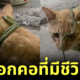 แมวส้มนั่งอวดปลอกคอแบบใหม่แบบสับที่คุณเจ้าของเห็นแล้วต้องร้องกรี๊ด! เพราะคือ "งูเขียวพระอินทร์"