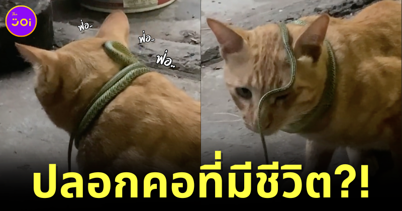แมวส้มนั่งอวดปลอกคอแบบใหม่แบบสับที่คุณเจ้าของเห็นแล้วต้องร้องกรี๊ด! เพราะคือ "งูเขียวพระอินทร์"
