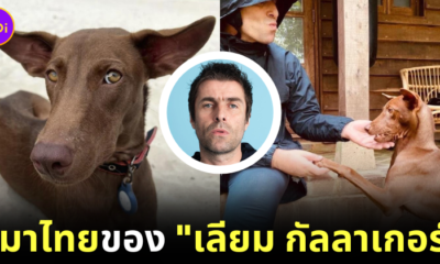 ส่องชีวิต "น้องบัตตันส์ (Buttons)" หมาไทยพันทาง ที่ถูก "เลียม กัลลาเกอร์ (Liam Gallagher)" นักร้องนำวง "Oasis" รับเลี้ยง