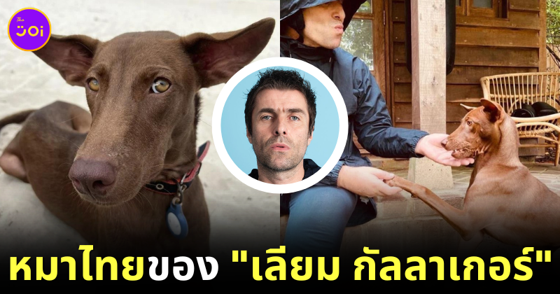 ส่องชีวิต "น้องบัตตันส์ (Buttons)" หมาไทยพันทาง ที่ถูก "เลียม กัลลาเกอร์ (Liam Gallagher)" นักร้องนำวง "Oasis" รับเลี้ยง