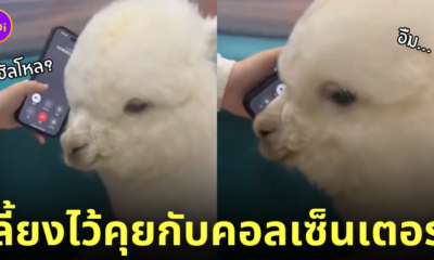 อัลปาก้าคุยกับคอลเซ็นเตอร์