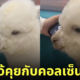 อัลปาก้าคุยกับคอลเซ็นเตอร์