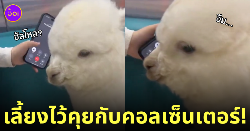 อัลปาก้าคุยกับคอลเซ็นเตอร์