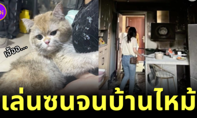 น้องแมวเล่นซนจนไฟไหม้บ้าน เจ้าของเลยจับน้องนั่งไลฟ์สดบน "Douyin" ทุกวัน เพื่อหาเงินใช้หนี้!