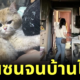 น้องแมวเล่นซนจนไฟไหม้บ้าน เจ้าของเลยจับน้องนั่งไลฟ์สดบน "Douyin" ทุกวัน เพื่อหาเงินใช้หนี้!