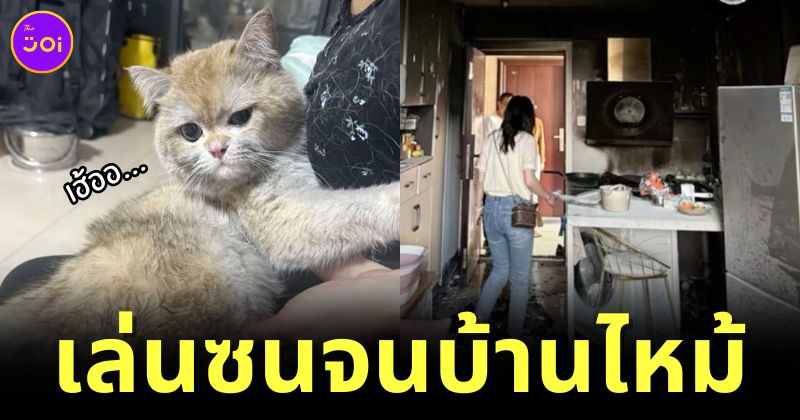 น้องแมวเล่นซนจนไฟไหม้บ้าน เจ้าของเลยจับน้องนั่งไลฟ์สดบน "Douyin" ทุกวัน เพื่อหาเงินใช้หนี้!