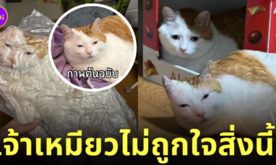 หมอนรูปแมวของตัวเอง รีแอคชั่น