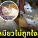 หมอนรูปแมวของตัวเอง รีแอคชั่น