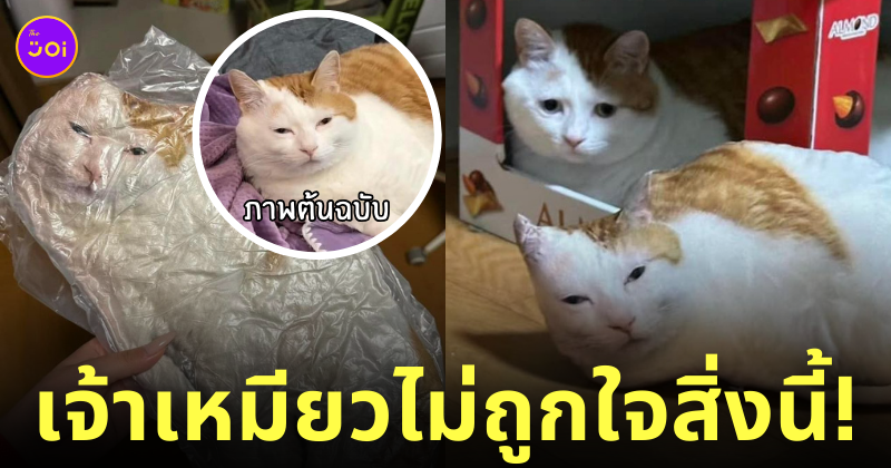 หมอนรูปแมวของตัวเอง รีแอคชั่น