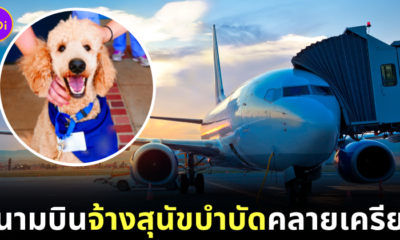 ทาสหมาถูกใจสิ่งนี้! สนามบินอิสตันบูลจ้าง "สุนัขบำบัด" เพื่อช่วยคลายเครียดผู้โดยสาร