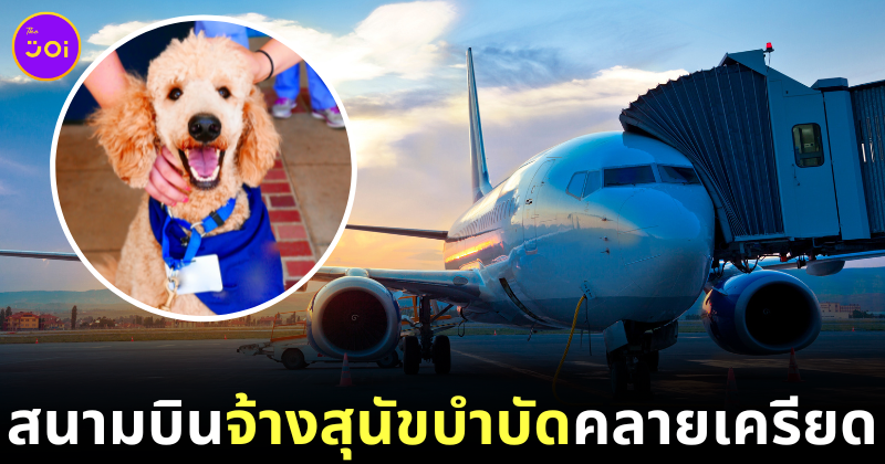 ทาสหมาถูกใจสิ่งนี้! สนามบินอิสตันบูลจ้าง "สุนัขบำบัด" เพื่อช่วยคลายเครียดผู้โดยสาร