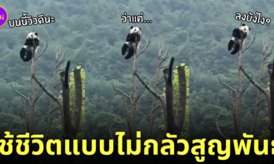 แพนด้านั่งชิลบนยอดต้นไม้