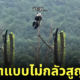 แพนด้านั่งชิลบนยอดต้นไม้
