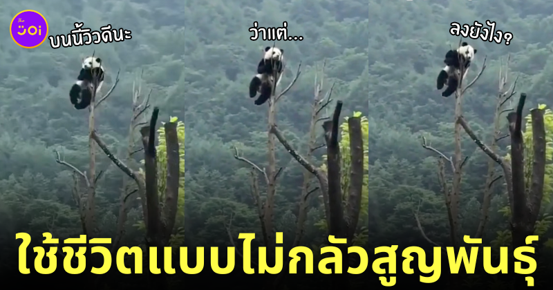 แพนด้านั่งชิลบนยอดต้นไม้