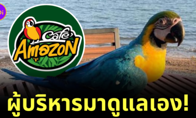นกแก้ว cafe amazon ฐานทัพเรือสัตหีบ