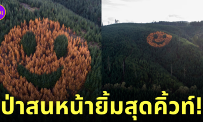 ป่าสนหน้ายิ้ม