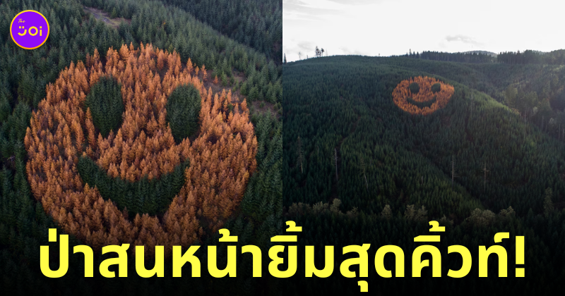 ป่าสนหน้ายิ้ม