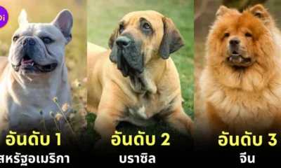 เผย 10 อันดับประเทศที่มีประชากรสุนัขมากที่สุดในโลกประจำปี 2024 จากการรวบรวมสถิติของ "World Population Review"