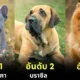 เผย 10 อันดับประเทศที่มีประชากรสุนัขมากที่สุดในโลกประจำปี 2024 จากการรวบรวมสถิติของ "World Population Review"