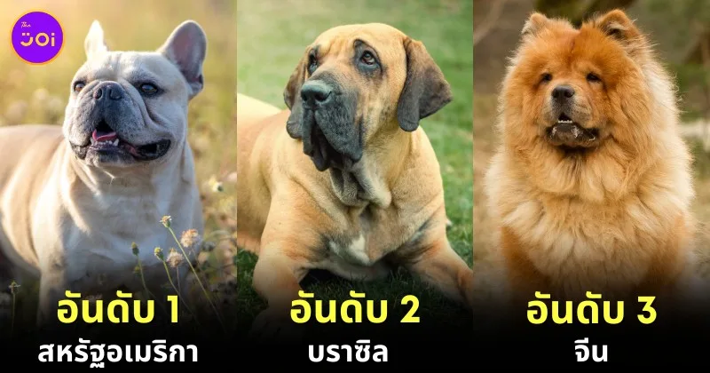 เผย 10 อันดับประเทศที่มีประชากรสุนัขมากที่สุดในโลกประจำปี 2024 จากการรวบรวมสถิติของ "World Population Review"