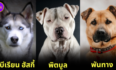 5 dog breeds left in shelter thailand