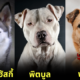 5 dog breeds left in shelter thailand