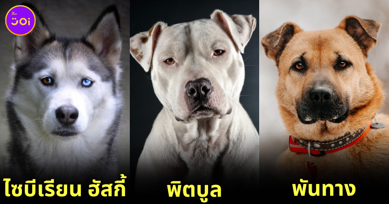 5 dog breeds left in shelter thailand