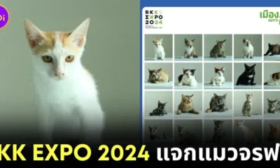 BKK Expo 2024 จิบกาแฟ แลแมว