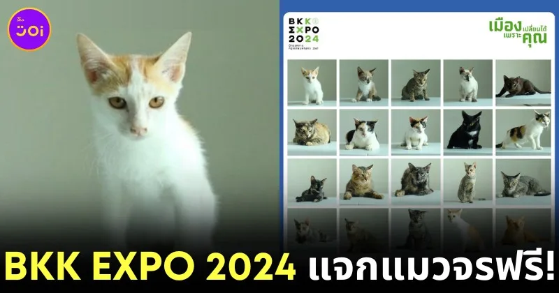 BKK Expo 2024 จิบกาแฟ แลแมว
