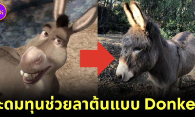 ชาวอเมริกันบริจาคเงินกว่า 3.6 แสนบาท ให้กับเจ้าลา "Perry" ผู้เป็นต้นแบบของ "Donkey" ใน "Shrek" หลังเริ่มแก่ชรา