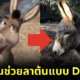 ชาวอเมริกันบริจาคเงินกว่า 3.6 แสนบาท ให้กับเจ้าลา "Perry" ผู้เป็นต้นแบบของ "Donkey" ใน "Shrek" หลังเริ่มแก่ชรา