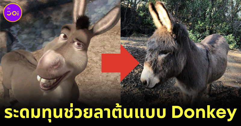 ชาวอเมริกันบริจาคเงินกว่า 3.6 แสนบาท ให้กับเจ้าลา "Perry" ผู้เป็นต้นแบบของ "Donkey" ใน "Shrek" หลังเริ่มแก่ชรา