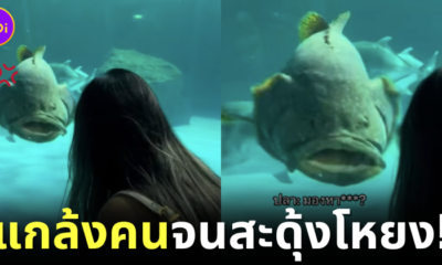 Fish pranks a girl