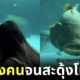 Fish pranks a girl
