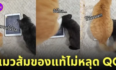 แมวส้ม แมวดำ เล่นเกมบน ipad ไอแพด กระโดด