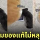 แมวส้ม แมวดำ เล่นเกมบน ipad ไอแพด กระโดด