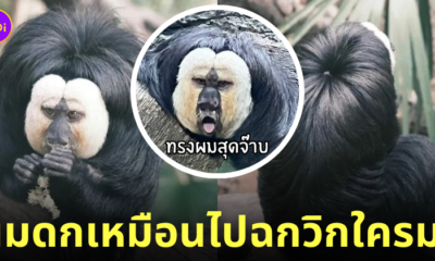 ลิงซากิ ทรงผมม้าเต่อ หนา