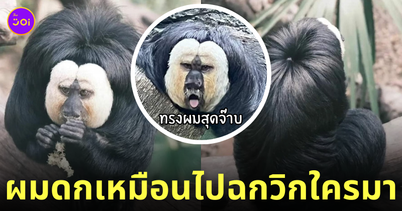 ลิงซากิ ทรงผมม้าเต่อ หนา