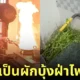 ผัดผักบุ้งไฟแดง พ่อลูกทำ